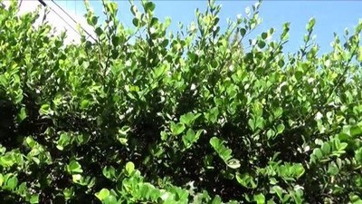 Грудастая голая женщина на кухне трахается с сыном